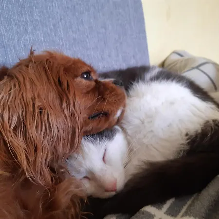 Bergpracht Gasthuis 3*