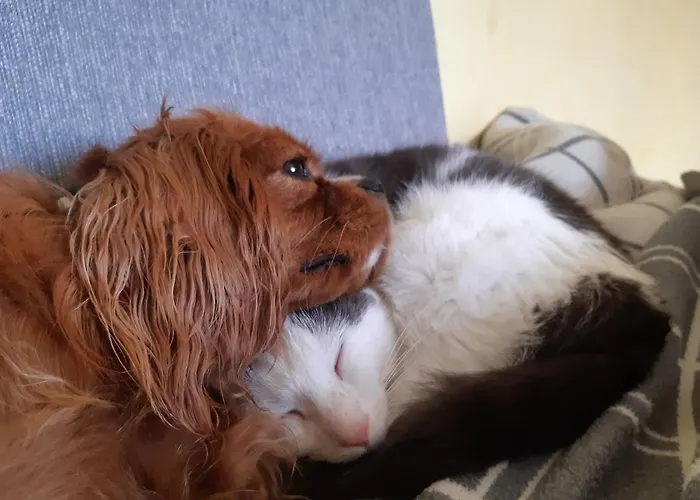 Bergpracht Guest house 3*